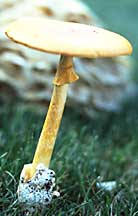 Amanita caesarea