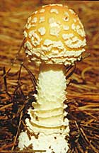 Amanita muscaria