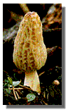 Morel