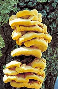 Polyporus sulfureus